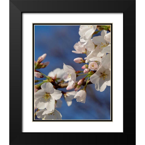 Apple Blossoms III Black Modern Wood Framed Art Print with Double Matting by Burkhart, Monika