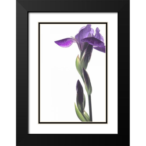 Purple Iris I Black Modern Wood Framed Art Print with Double Matting by Burkhart, Monika