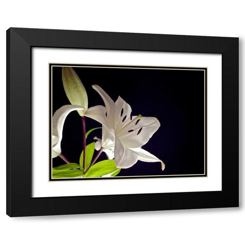 White Lilies I Black Modern Wood Framed Art Print with Double Matting by Burkhart, Monika
