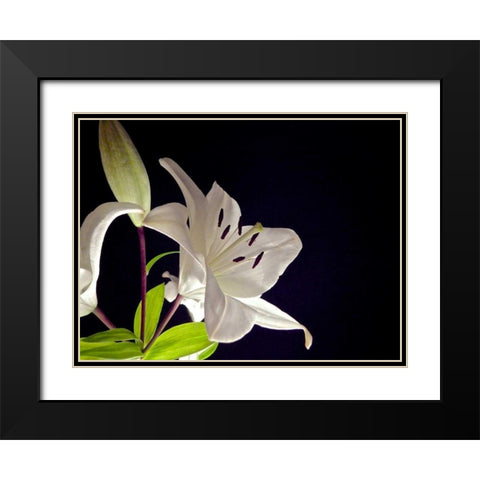 White Lilies I Black Modern Wood Framed Art Print with Double Matting by Burkhart, Monika
