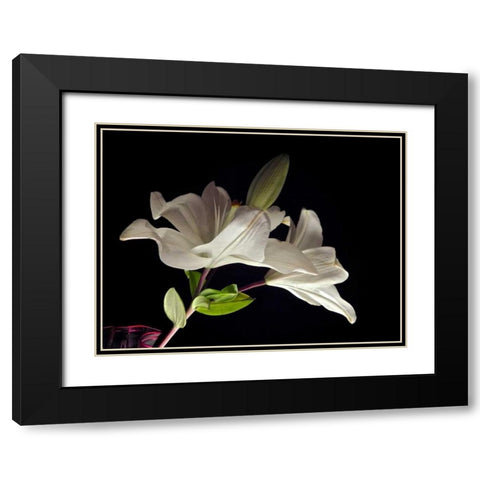 White Lilies II Black Modern Wood Framed Art Print with Double Matting by Burkhart, Monika