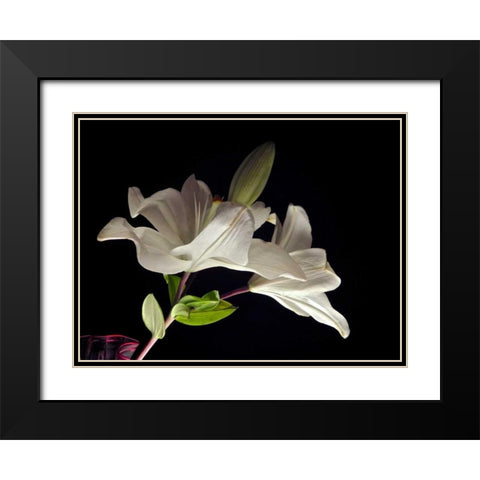 White Lilies II Black Modern Wood Framed Art Print with Double Matting by Burkhart, Monika