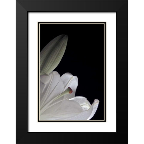 White Lilies III Black Modern Wood Framed Art Print with Double Matting by Burkhart, Monika