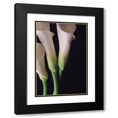 White Callas I Black Modern Wood Framed Art Print with Double Matting by Burkhart, Monika