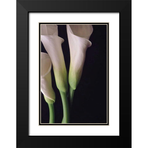 White Callas I Black Modern Wood Framed Art Print with Double Matting by Burkhart, Monika
