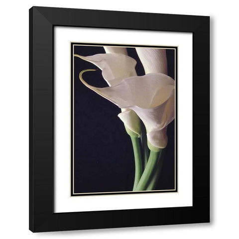 White Callas II Black Modern Wood Framed Art Print with Double Matting by Burkhart, Monika