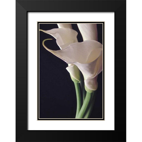 White Callas II Black Modern Wood Framed Art Print with Double Matting by Burkhart, Monika