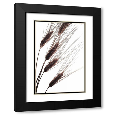 Wheat I Black Modern Wood Framed Art Print with Double Matting by Burkhart, Monika