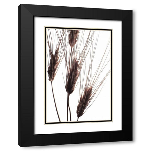 Wheat II Black Modern Wood Framed Art Print with Double Matting by Burkhart, Monika