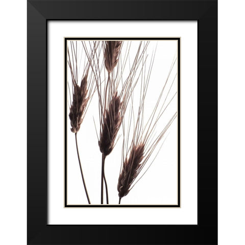 Wheat II Black Modern Wood Framed Art Print with Double Matting by Burkhart, Monika