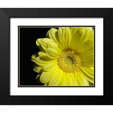 Yellow Daisy Black Modern Wood Framed Art Print with Double Matting by Burkhart, Monika