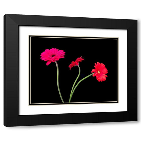 Crazy Daisies II Black Modern Wood Framed Art Print with Double Matting by Burkhart, Monika