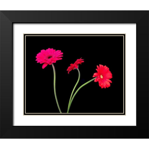 Crazy Daisies II Black Modern Wood Framed Art Print with Double Matting by Burkhart, Monika