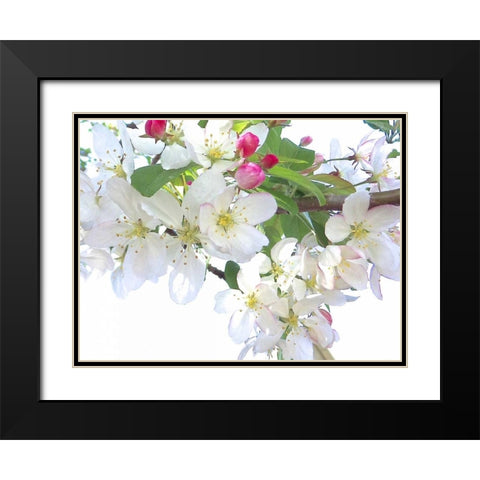Spring Delight I Black Modern Wood Framed Art Print with Double Matting by Burkhart, Monika