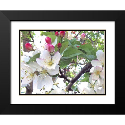 Spring Delight II Black Modern Wood Framed Art Print with Double Matting by Burkhart, Monika