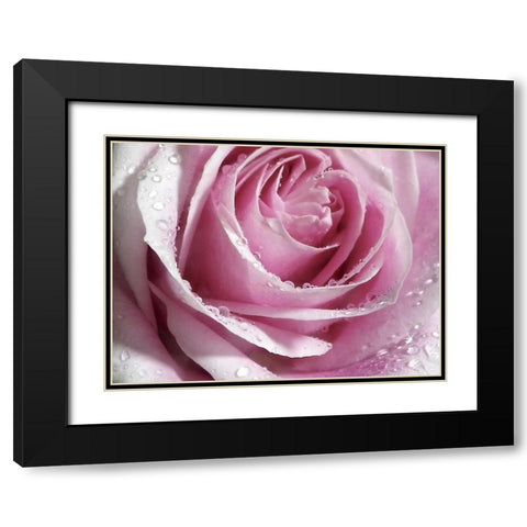 Raindrops and Roses I Black Modern Wood Framed Art Print with Double Matting by Burkhart, Monika