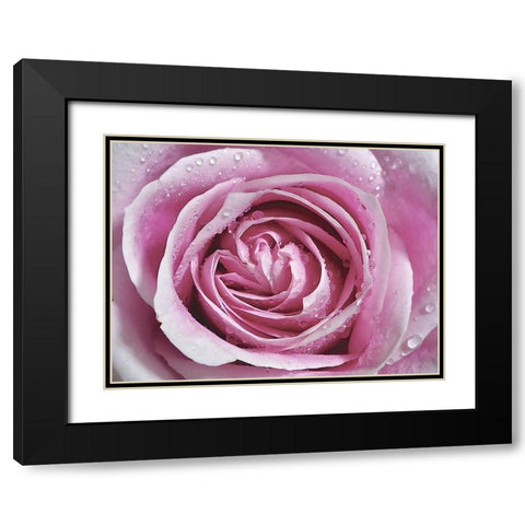 Raindrops and Roses II Black Modern Wood Framed Art Print with Double Matting by Burkhart, Monika