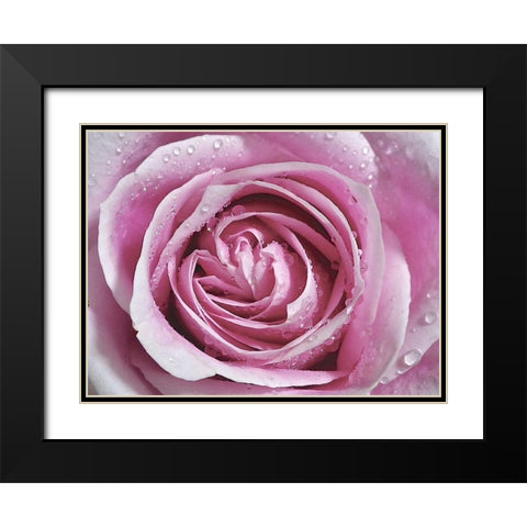 Raindrops and Roses II Black Modern Wood Framed Art Print with Double Matting by Burkhart, Monika