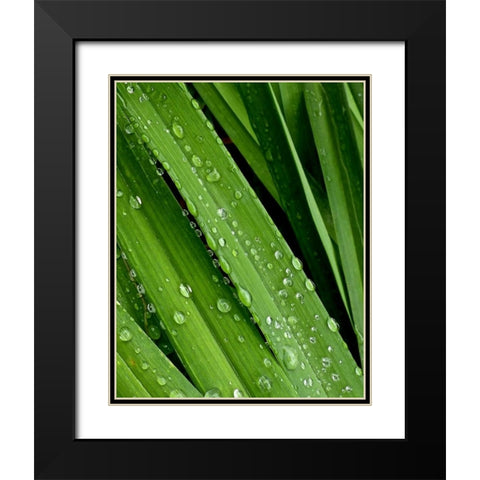April Rain II Black Modern Wood Framed Art Print with Double Matting by Burkhart, Monika