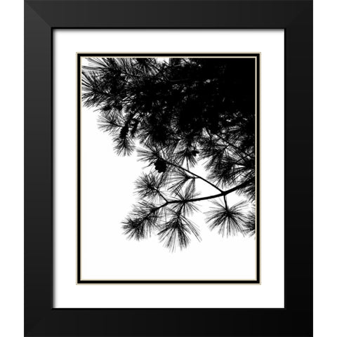 Pine Soliloquy II Black Modern Wood Framed Art Print with Double Matting by Burkhart, Monika