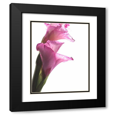 Beauty in the Bloom I Black Modern Wood Framed Art Print with Double Matting by Burkhart, Monika