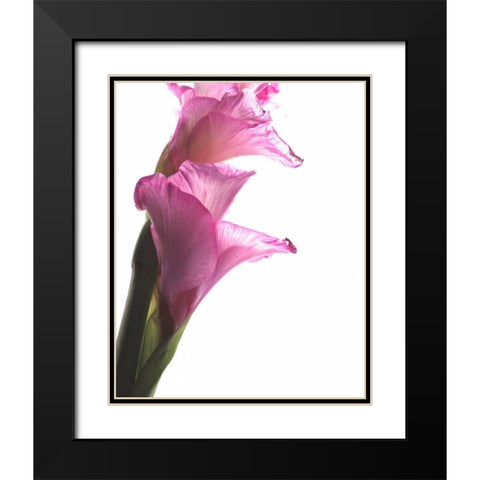 Beauty in the Bloom I Black Modern Wood Framed Art Print with Double Matting by Burkhart, Monika