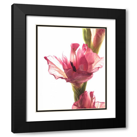 Beauty in the Bloom II Black Modern Wood Framed Art Print with Double Matting by Burkhart, Monika