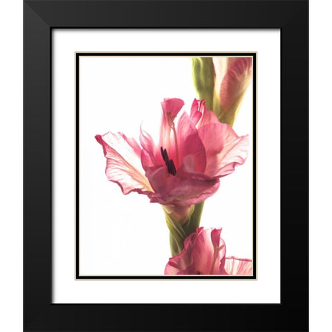 Beauty in the Bloom II Black Modern Wood Framed Art Print with Double Matting by Burkhart, Monika