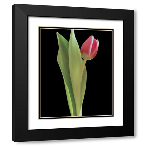 Blush of Spring I Black Modern Wood Framed Art Print with Double Matting by Burkhart, Monika
