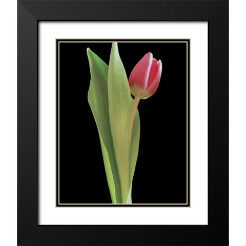 Blush of Spring I Black Modern Wood Framed Art Print with Double Matting by Burkhart, Monika