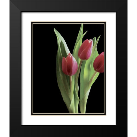 Blush of Spring II Black Modern Wood Framed Art Print with Double Matting by Burkhart, Monika