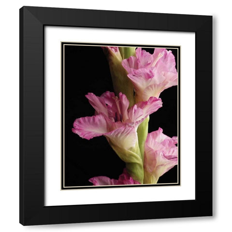 Pink Quintessence Black Modern Wood Framed Art Print with Double Matting by Burkhart, Monika