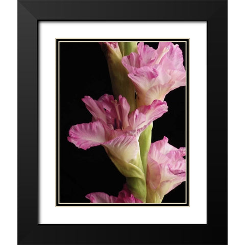 Pink Quintessence Black Modern Wood Framed Art Print with Double Matting by Burkhart, Monika