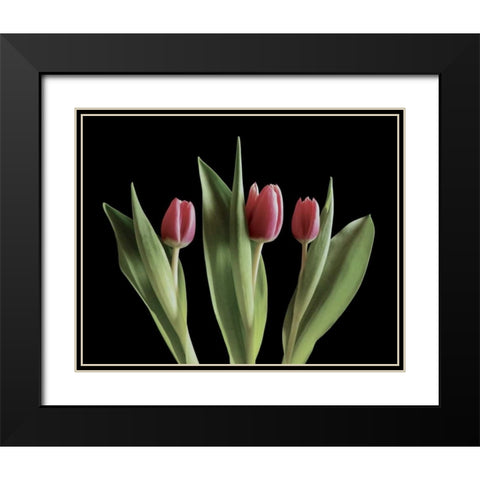 Blush of Spring III Black Modern Wood Framed Art Print with Double Matting by Burkhart, Monika
