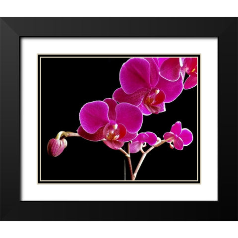 Orchid Essence II Black Modern Wood Framed Art Print with Double Matting by Burkhart, Monika