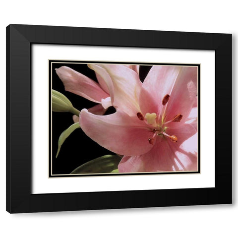 Pink Translucence III Black Modern Wood Framed Art Print with Double Matting by Burkhart, Monika
