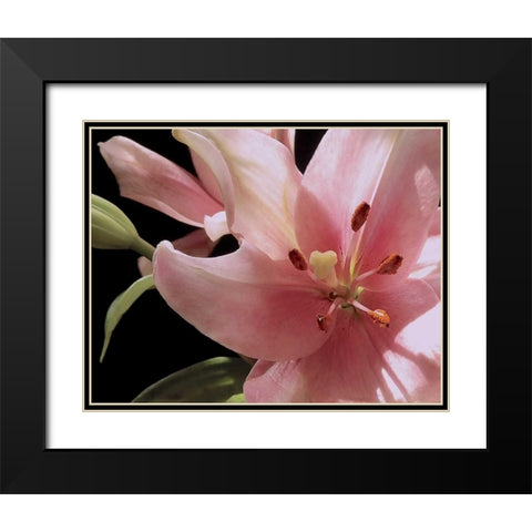 Pink Translucence III Black Modern Wood Framed Art Print with Double Matting by Burkhart, Monika