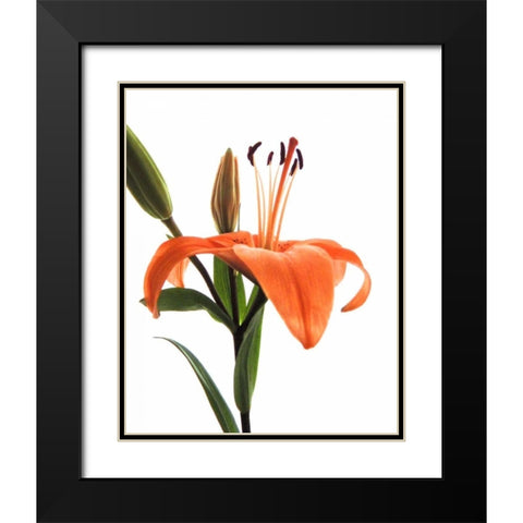Daylily I Black Modern Wood Framed Art Print with Double Matting by Burkhart, Monika