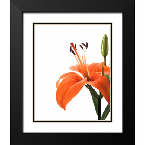 Daylily II Black Modern Wood Framed Art Print with Double Matting by Burkhart, Monika