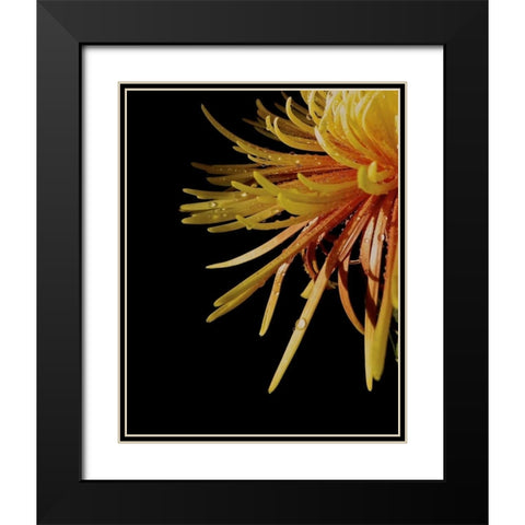 Sun Dance III Black Modern Wood Framed Art Print with Double Matting by Burkhart, Monika