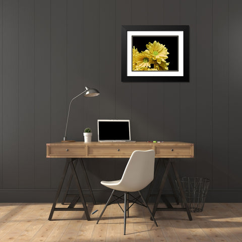 Daisy Dazzle I Black Modern Wood Framed Art Print with Double Matting by Burkhart, Monika