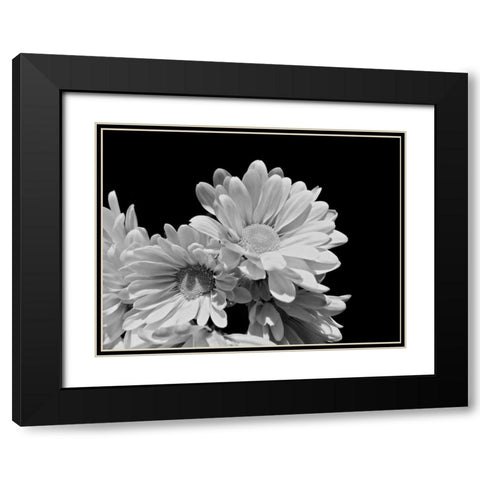 Daisy Dazzle BW II Black Modern Wood Framed Art Print with Double Matting by Burkhart, Monika