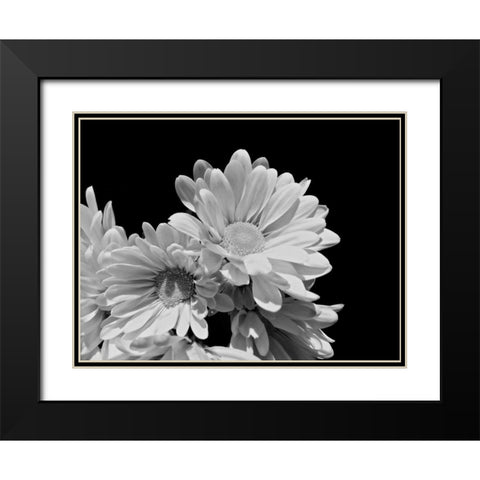 Daisy Dazzle BW II Black Modern Wood Framed Art Print with Double Matting by Burkhart, Monika