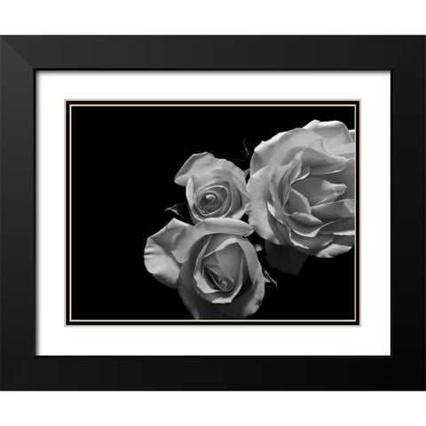 LEssence de la Rose BW II Black Modern Wood Framed Art Print with Double Matting by Burkhart, Monika