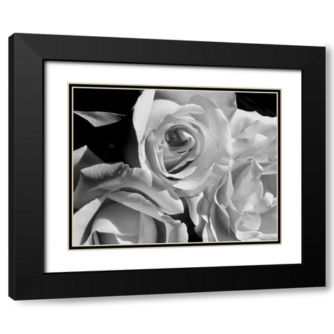 LEssence de la Rose BW IV Black Modern Wood Framed Art Print with Double Matting by Burkhart, Monika