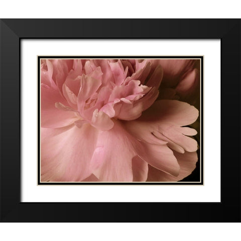 Soft Peonies I Black Modern Wood Framed Art Print with Double Matting by Burkhart, Monika
