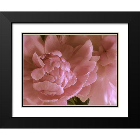 Soft Peonies II Black Modern Wood Framed Art Print with Double Matting by Burkhart, Monika