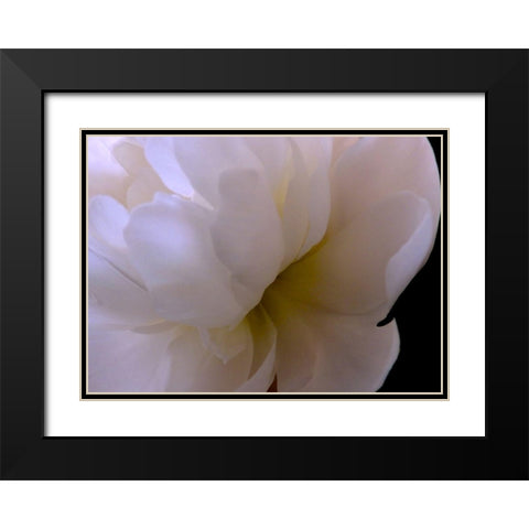 White Peony II Black Modern Wood Framed Art Print with Double Matting by Burkhart, Monika
