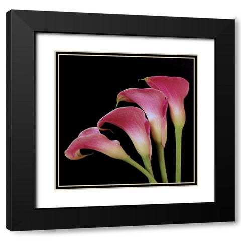 Pink Calla Lilies I Black Modern Wood Framed Art Print with Double Matting by Burkhart, Monika