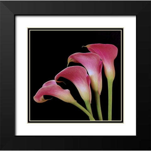 Pink Calla Lilies I Black Modern Wood Framed Art Print with Double Matting by Burkhart, Monika